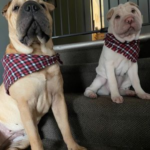 Homemade dog bandanas